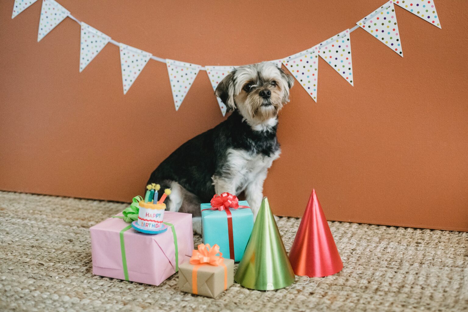 dog birthday parties